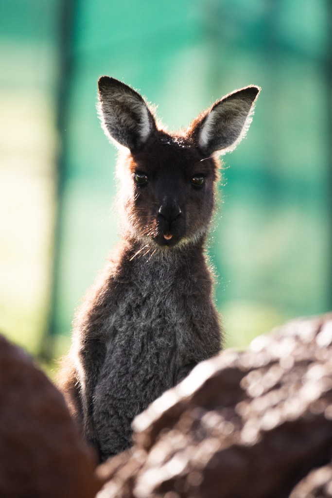 Curious kangaroos