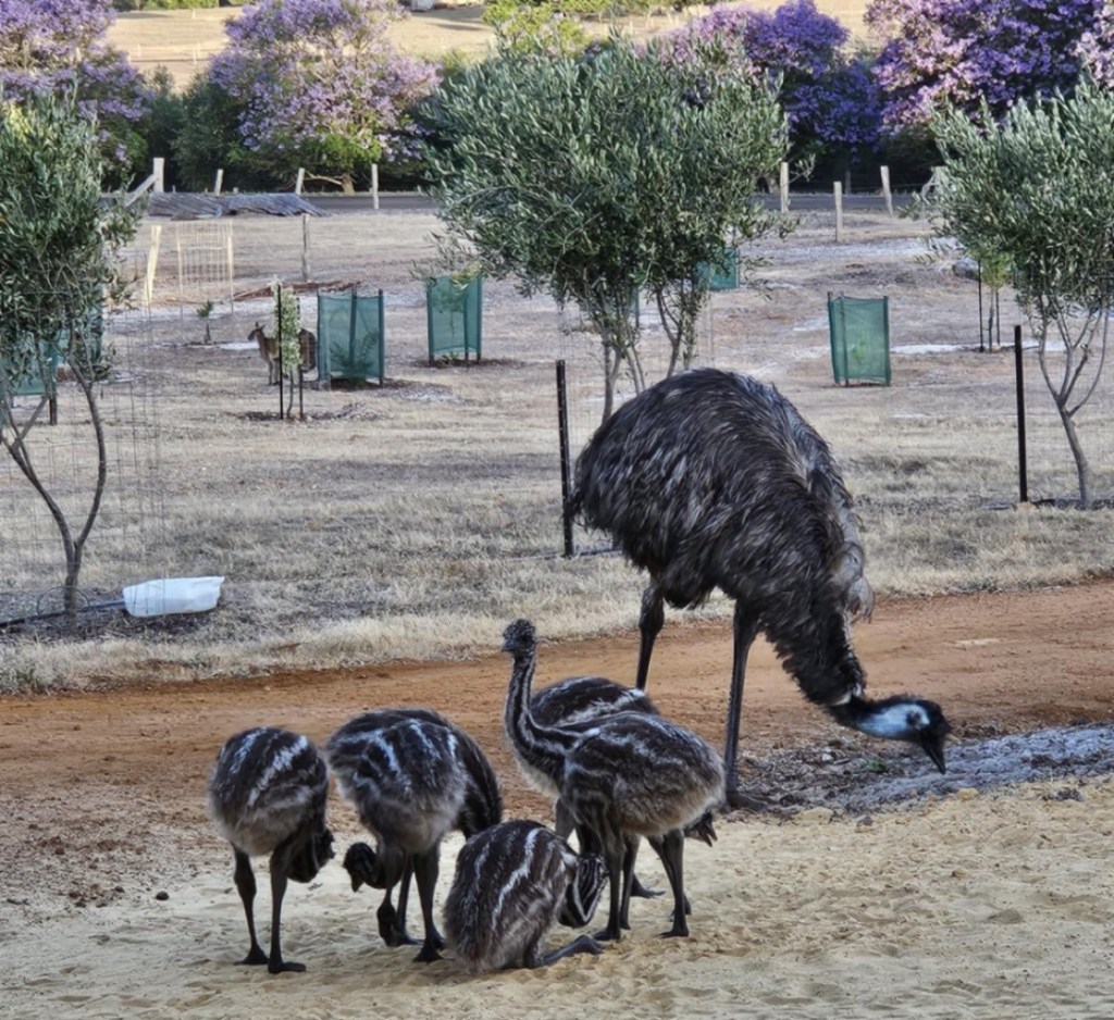 Emu family